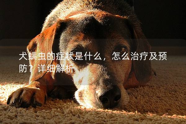 犬螨虫的症状是什么，怎么治疗及预防？详细解析