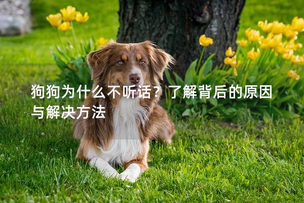 狗狗为什么不听话？了解背后的原因与解决方法