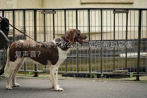 狗狗嗓子哑了怎么办,如何帮助它恢复声音?