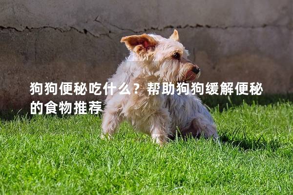 狗狗便秘吃什么？帮助狗狗缓解便秘的食物推荐