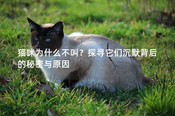 猫咪为什么不叫？探寻它们沉默背后的秘密与原因