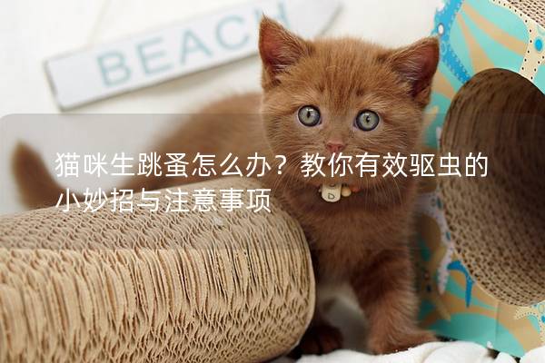 猫咪生跳蚤怎么办？教你有效驱虫的小妙招与注意事项