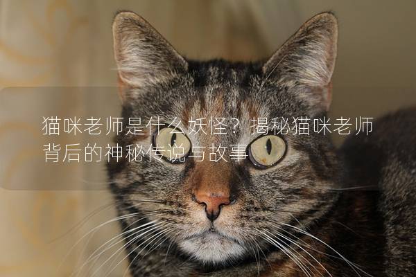 猫咪老师是什么妖怪？揭秘猫咪老师背后的神秘传说与故事