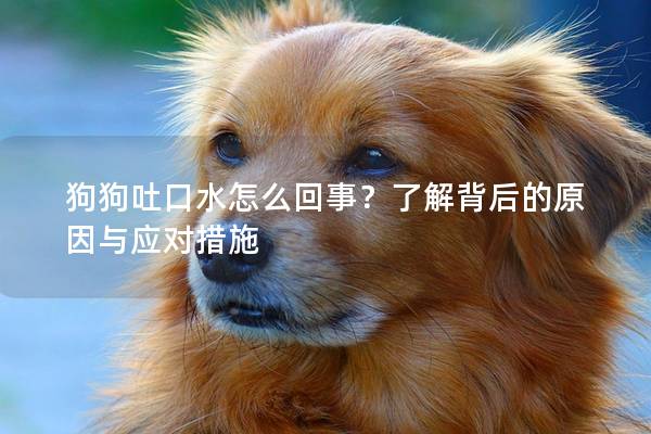 狗狗吐口水怎么回事？了解背后的原因与应对措施