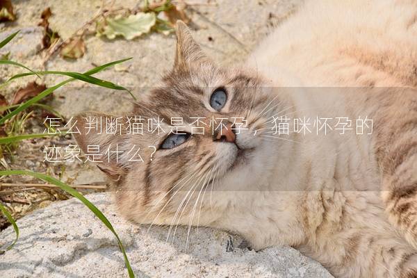 怎么判断猫咪是否怀孕，猫咪怀孕的迹象是什么？