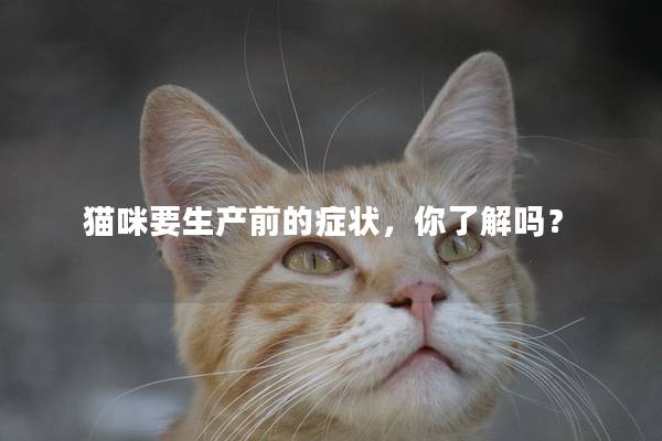 猫咪要生产前的症状，你了解吗？