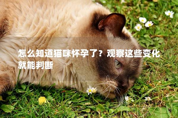 怎么知道猫咪怀孕了？观察这些变化就能判断