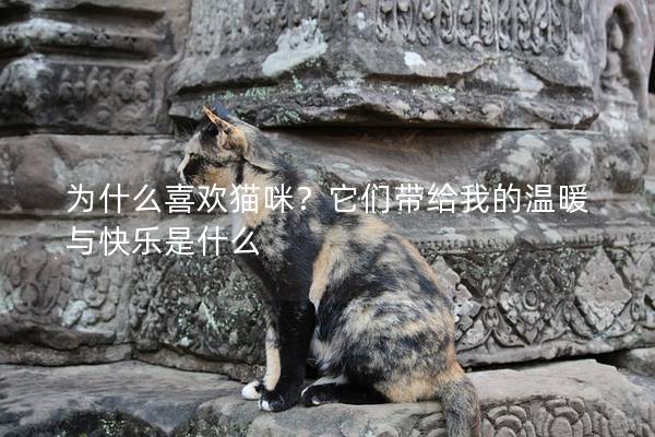 为什么喜欢猫咪？它们带给我的温暖与快乐是什么