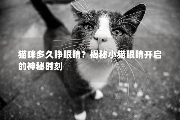 猫咪多久睁眼睛？揭秘小猫眼睛开启的神秘时刻