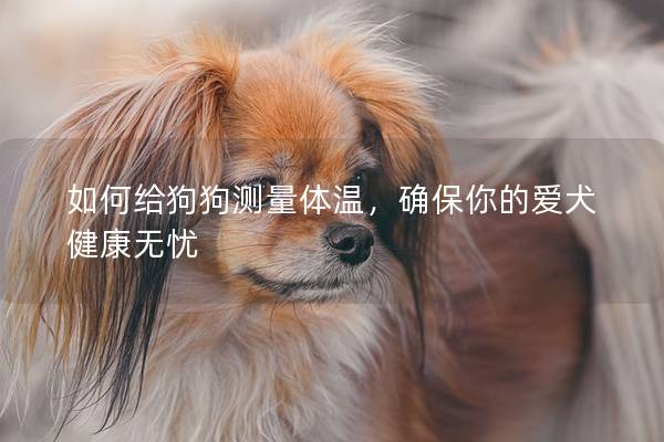 如何给狗狗测量体温，确保你的爱犬健康无忧