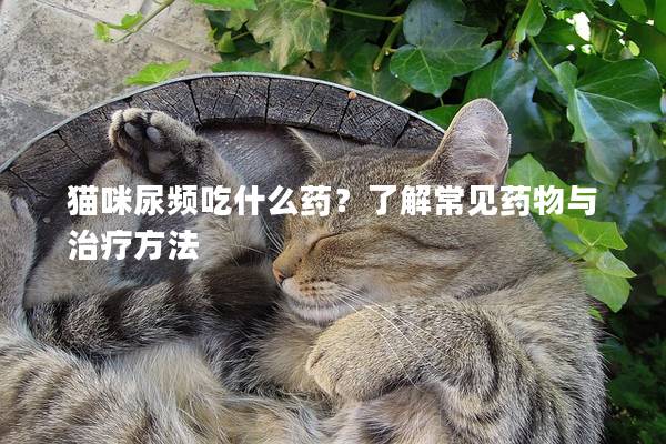 猫咪尿频吃什么药？了解常见药物与治疗方法