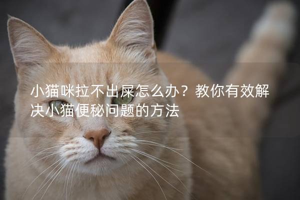 小猫咪拉不出屎怎么办？教你有效解决小猫便秘问题的方法