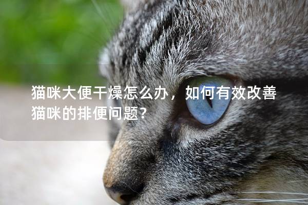 猫咪大便干燥怎么办，如何有效改善猫咪的排便问题？