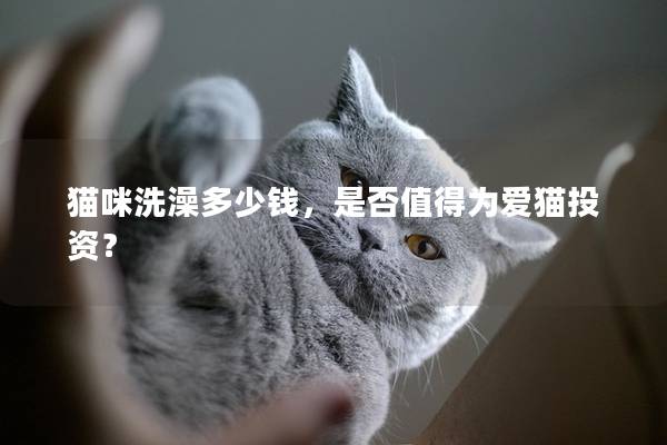 猫咪洗澡多少钱,是否值得为爱猫投资?