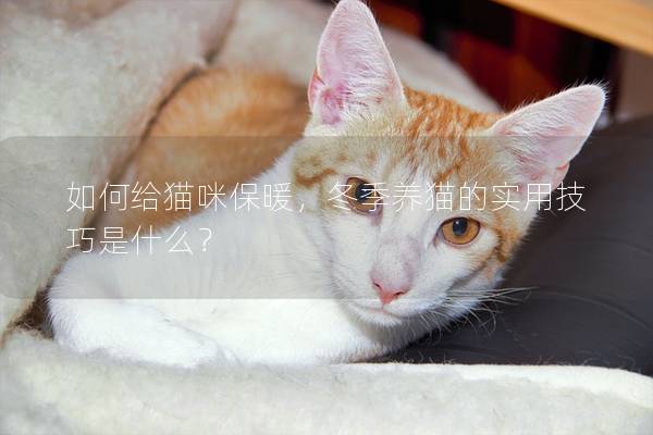 如何给猫咪保暖，冬季养猫的实用技巧是什么？