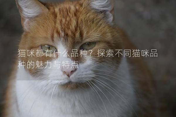 猫咪都有什么品种？探索不同猫咪品种的魅力与特点