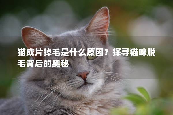 猫成片掉毛是什么原因？探寻猫咪脱毛背后的奥秘