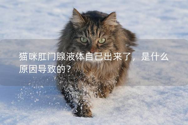 猫咪肛门腺液体自己出来了，是什么原因导致的？