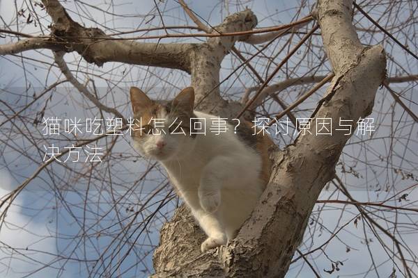 猫咪吃塑料怎么回事？探讨原因与解决方法