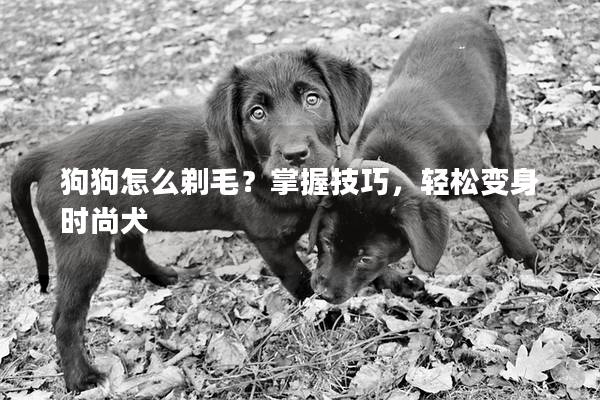 狗狗怎么剃毛？掌握技巧，轻松变身时尚犬