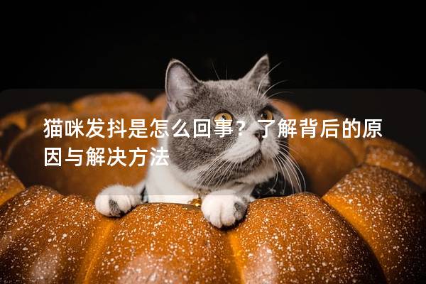 猫咪发抖是怎么回事？了解背后的原因与解决方法