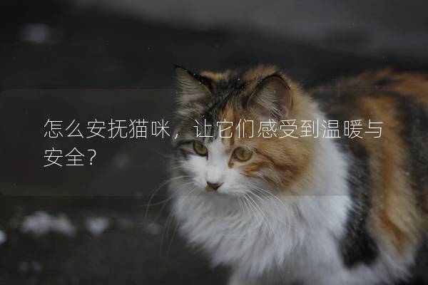 怎么安抚猫咪，让它们感受到温暖与安全？