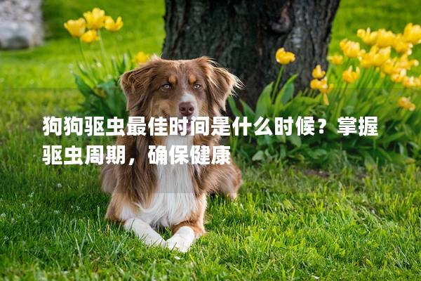 狗狗驱虫最佳时间是什么时候？掌握驱虫周期，确保健康