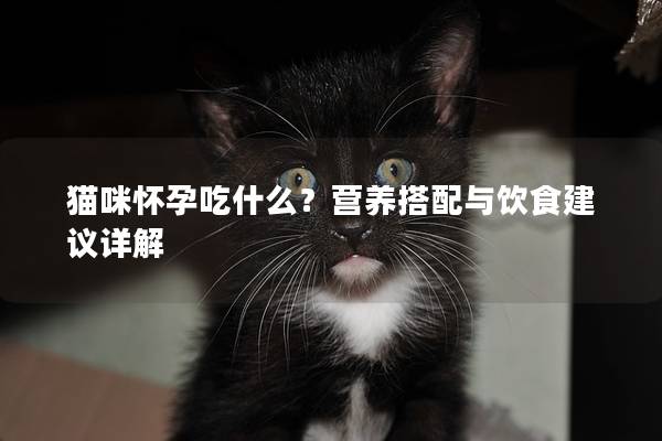 猫咪怀孕吃什么？营养搭配与饮食建议详解