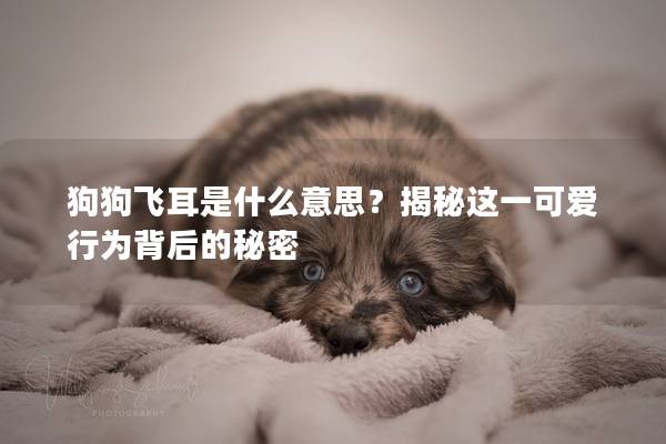 狗狗飞耳是什么意思?揭秘这一可爱行为背后的秘密