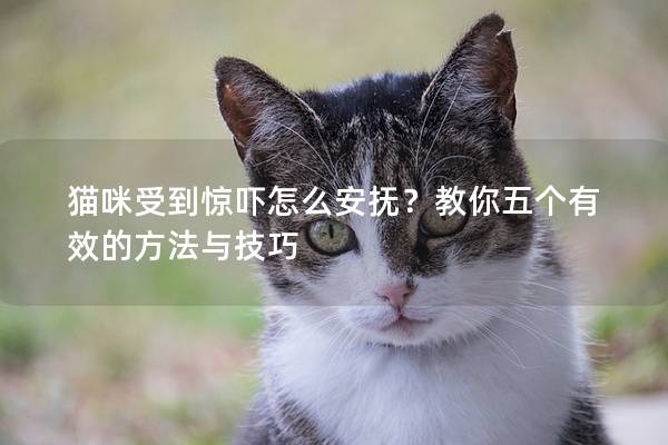 猫咪受到惊吓怎么安抚？教你五个有效的方法与技巧