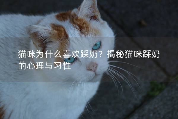 猫咪为什么喜欢踩奶？揭秘猫咪踩奶的心理与习性