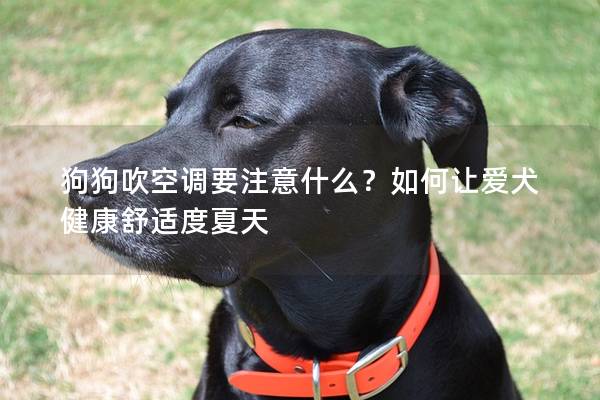 狗狗吹空调要注意什么？如何让爱犬健康舒适度夏天