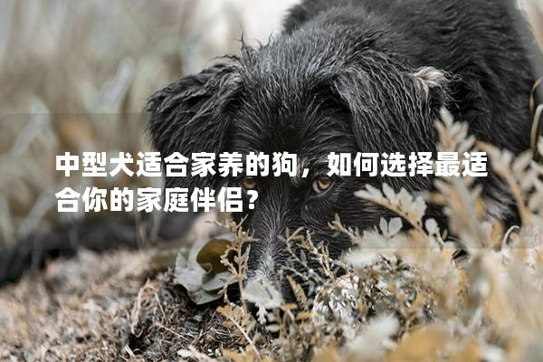 中型犬适合家养的狗，如何选择最适合你的家庭伴侣？