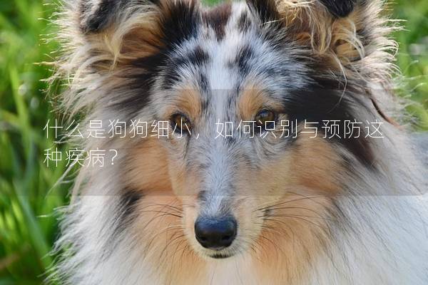 什么是狗狗细小，如何识别与预防这种疾病？