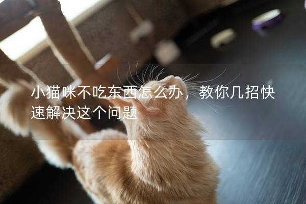 小猫咪不吃东西怎么办，教你几招快速解决这个问题