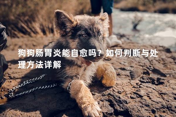 狗狗肠胃炎能自愈吗？如何判断与处理方法详解