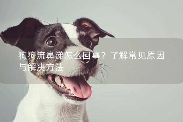 狗狗流鼻涕怎么回事？了解常见原因与解决方法