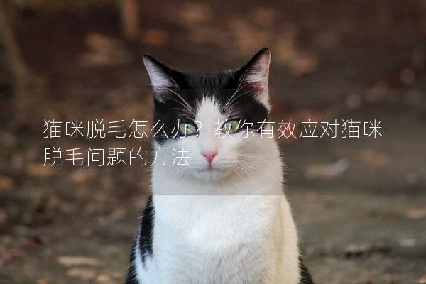 猫咪脱毛怎么办？教你有效应对猫咪脱毛问题的方法