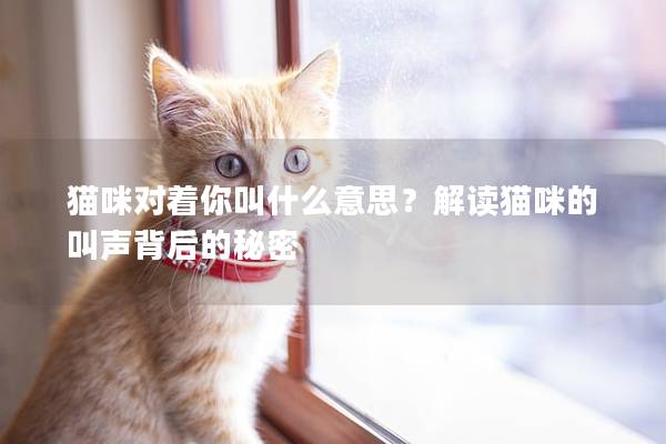 猫咪对着你叫什么意思？解读猫咪的叫声背后的秘密