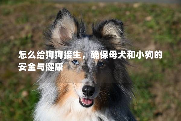 怎么给狗狗接生，确保母犬和小狗的安全与健康