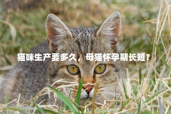 猫咪生产要多久，母猫怀孕期长短？