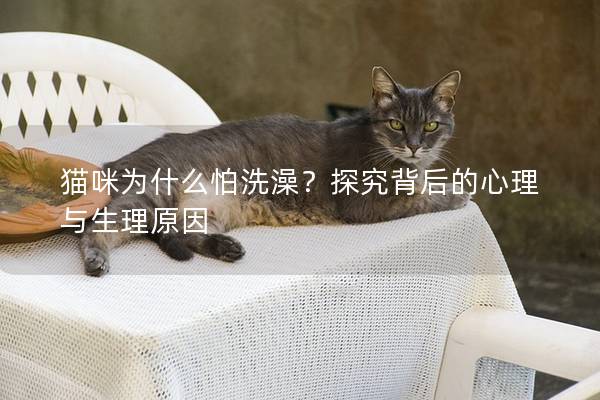 猫咪为什么怕洗澡？探究背后的心理与生理原因