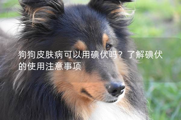 狗狗皮肤病可以用碘伏吗？了解碘伏的使用注意事项