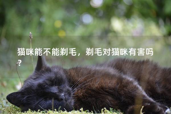 猫咪能不能剃毛，剃毛对猫咪有害吗？