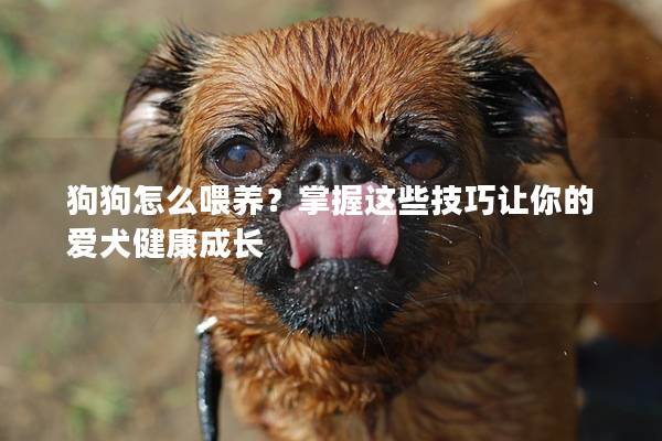 狗狗怎么喂养？掌握这些技巧让你的爱犬健康成长