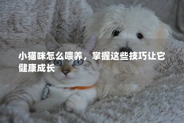 小猫咪怎么喂养，掌握这些技巧让它健康成长