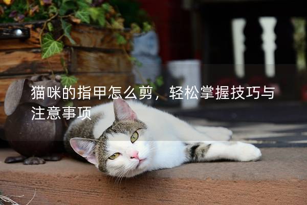 猫咪的指甲怎么剪，轻松掌握技巧与注意事项