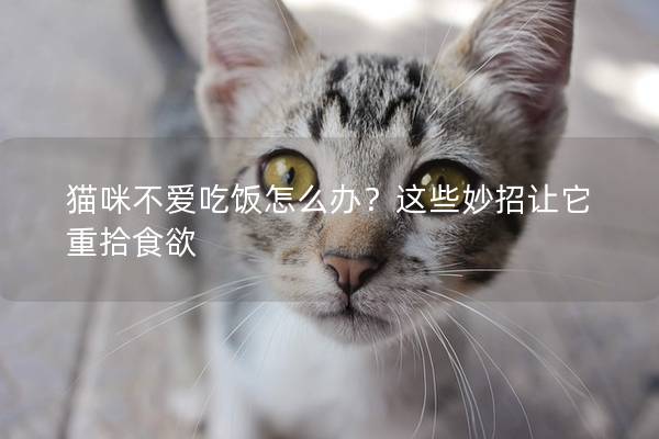 猫咪不爱吃饭怎么办？这些妙招让它重拾食欲