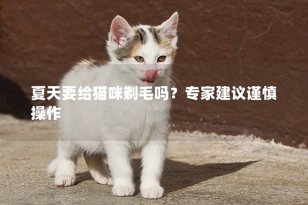 夏天要给猫咪剃毛吗？专家建议谨慎操作