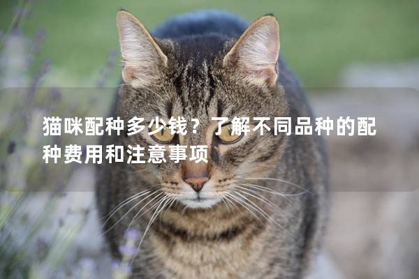 猫咪配种多少钱？了解不同品种的配种费用和注意事项